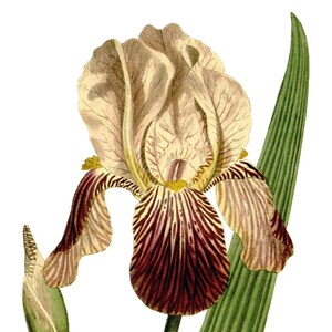 Carte de correspondance vierge avec fleurs d'iris vintage faite main pour les fêtes d'anniversaire, jardin, merci, rétablissement