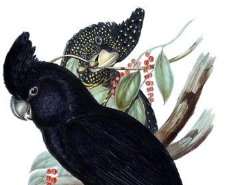 Vintage Calyptdrhynchus Basksil Bird Natural History Illustration Blank Card Thank You Birthday