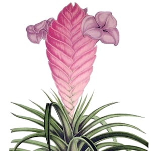 Cartão de agradecimento em branco com bromélia Tillandsia, aniversário, Páscoa, primavera, botânico, feriado, feito à mão