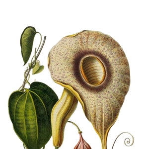 Carte de correspondance vintage Aristolochia, jardin édouardien victorien, anniversaire fait main, merci
