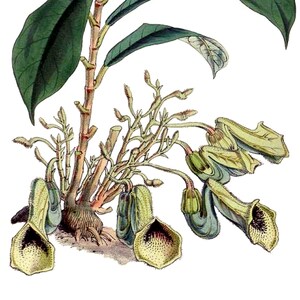Carte de correspondance vintage Aristolochia, jardin édouardien victorien, anniversaire fait main, merci