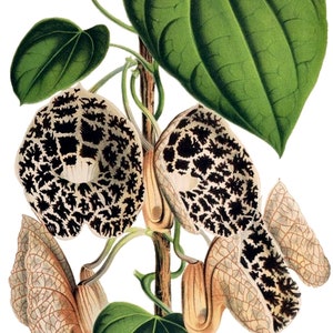 Carte de correspondance vintage Aristolochia, jardin édouardien victorien, anniversaire fait main, merci