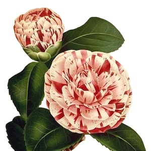 Carte de correspondance vierge vintage fleur de camélia à la main victorienne édouardienne vacances anniversaire image vintage Merci