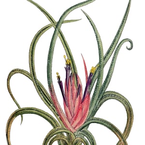 Carte de correspondance vierge Tillandsia broméliacées anniversaire Pâques fait main printemps botanique vacances Merci