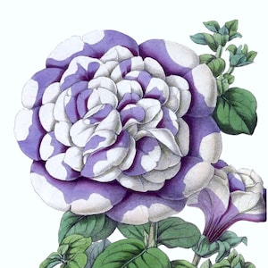Petúnia Vintage Imagem Flor Cartão de Nota em Branco Feito à Mão Feriado Primavera Jardim Aniversário Obrigado