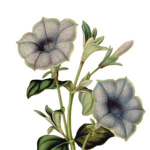 Petúnia Vintage Imagem Flor Cartão de Nota em Branco Feito à Mão Feriado Primavera Jardim Aniversário Obrigado