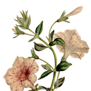 Petúnia Vintage Imagem Flor Cartão de Nota em Branco Feito à Mão Feriado Primavera Jardim Aniversário Obrigado