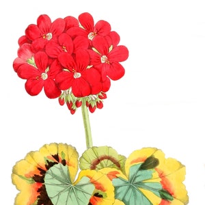 Cartão de nota em branco com flores de gerânios, feito à mão, jardim de férias, aniversário, obrigado