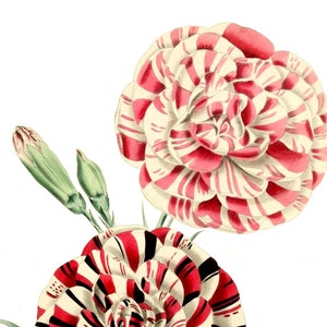 Beaux oeillets fleurs de printemps carte de correspondance vierge fête des mères Pâques vacances fait main anniversaire Merci