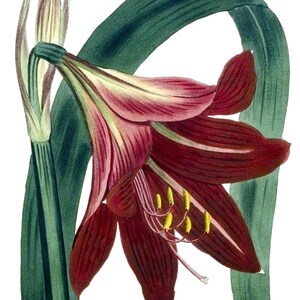 Amaryllis Lily Blank Note Card Vintage Garden Flower Primavera San Valentino Compleanno Fatto a mano Grazie Guarisci