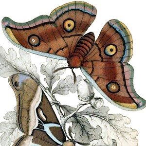 Carte de correspondance vierge avec image vintage papillon de nuit fête des mères Pâques fait main printemps anniversaire remise des diplômes Merci