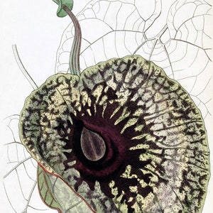 Carte de correspondance vintage Aristolochia, jardin édouardien victorien, anniversaire fait main, merci