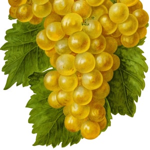 Cartes de correspondance vintage Raisins Fruits Jardin Fête des Mères Récolte d'automne Merci