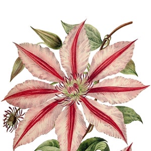 Cartão de nota em branco com imagem vintage de flor de clematite feito à mão, jardim de férias, aniversário, obrigado