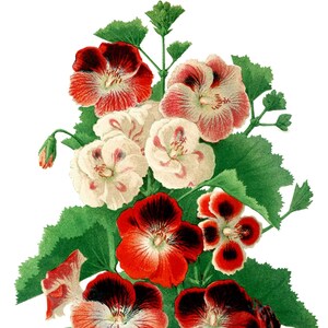 Cartão de nota em branco com flores de gerânios, feito à mão, jardim de férias, aniversário, obrigado