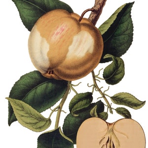 Maçãs Frutas Imagem Vintage Cartões de Nota Jardim Dia das Mães Outono Colheita Obrigado