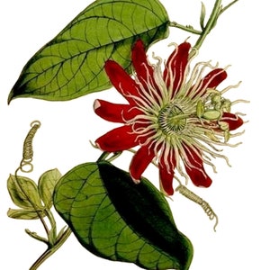 Cartão de nota em branco de flor de paixão maravilhosa, vintage, jardim, flor, primavera, dia dos namorados, aniversário, feito à mão, obrigado, ganhe Wll
