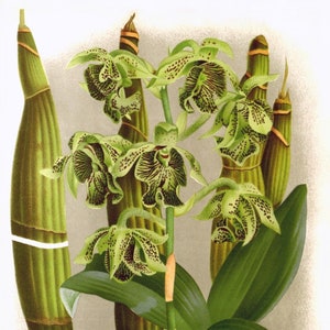 Carte de correspondance vierge dendrobium orchidée vintage fleur de jardin printemps saint valentin anniversaire bal fait main merci rétablissement
