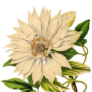 Cartão de nota em branco com imagem vintage de flor de clematite feito à mão, jardim de férias, aniversário, obrigado