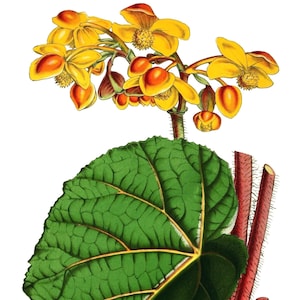 Cartão de nota em branco com flor de begônia, feito à mão, jardim de férias, aniversário, obrigado