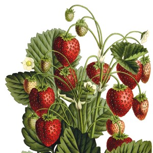 Baies Fruits Vintage Cartes de correspondance Jardin Fête des Mères Récolte d'automne Merci