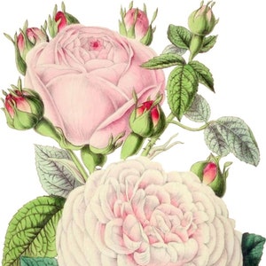 Lindo cartão de nota em branco com rosas, vintage, jardim, flor, primavera, dia dos namorados, aniversário, feito à mão, obrigado, melhoras