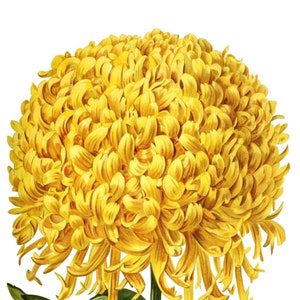 Bellissimi fiori di crisantemo primaverili biglietto di auguri vuoto festa della mamma pasqua fatto a mano festa compleanno grazie
