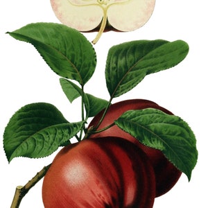 Maçãs Frutas Imagem Vintage Cartões de Nota Jardim Dia das Mães Outono Colheita Obrigado