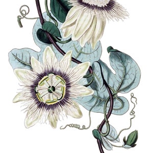 Magnifique carte de correspondance vierge fleur de la passion vintage fleur de jardin printemps Saint-Valentin anniversaire fait main merci rétablissement