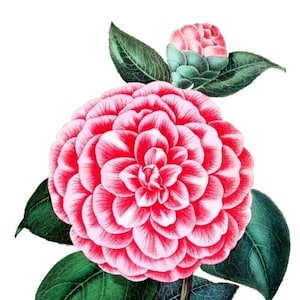 Carte de correspondance vierge vintage fleur de camélia à la main victorienne édouardienne vacances anniversaire image vintage Merci