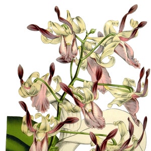Carte de correspondance vierge dendrobium orchidée vintage fleur de jardin printemps saint valentin anniversaire bal fait main merci rétablissement