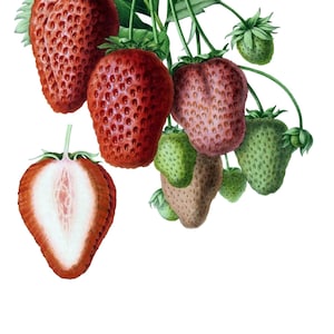 Baies Fruits Vintage Cartes de correspondance Jardin Fête des Mères Récolte d'automne Merci