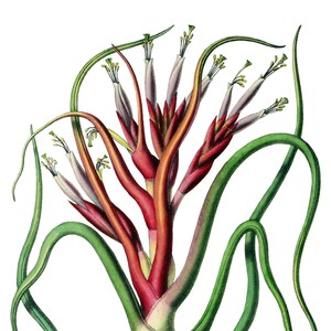Tillandsia Bromélia Cartão de Nota em Branco Aniversário Páscoa Feito à Mão Primavera Botânico Feriado Obrigado