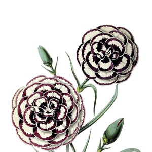 Cravo Dianthus Flor Vintage Imagem Em Branco Cartão De Nota Feito À Mão Jardim De Férias Aniversário Obrigado
