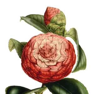 Carte de correspondance vierge vintage fleur de camélia à la main victorienne édouardienne vacances anniversaire image vintage Merci