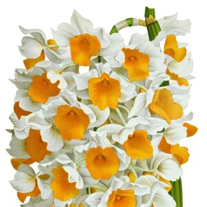 Cartão de nota em branco de orquídea dendrobium vintage flor de jardim primavera dia dos namorados aniversário feito à mão baile obrigado melhoras