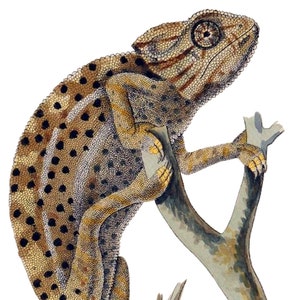 Illustration d'histoire naturelle caméléon, carte de correspondance vierge, image vintage faite main, anniversaire, merci, rétablissement