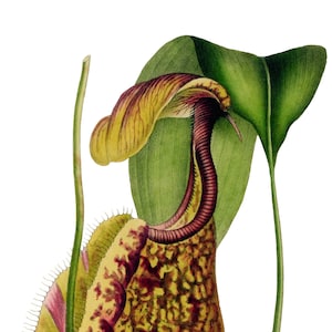 Nepenthes Rafflesiana Imagem Vintage Cartão de Nota em Branco Planta Carnívora Aniversário Obrigado