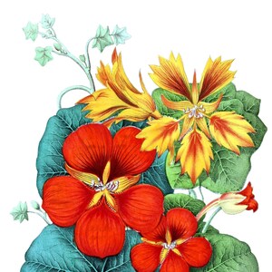 Cartão de nota em branco com flor de capuchinha feito à mão para feriados, primavera, jardim, aniversário, obrigado