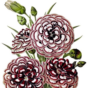 Cravo Dianthus Flor Vintage Imagem Em Branco Cartão De Nota Feito À Mão Jardim De Férias Aniversário Obrigado