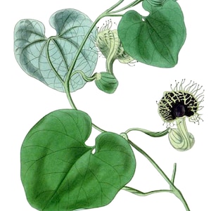 Carte de correspondance vintage Aristolochia, jardin édouardien victorien, anniversaire fait main, merci