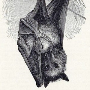 Image vintage de chauves-souris histoire naturelle carte vierge faite main Halloween Noël anniversaire Merci