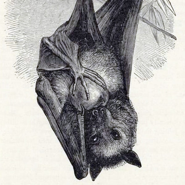 Bats Vintage Image Natural History Blank Hand Made Card Halloween Christmas Birthday Thank You