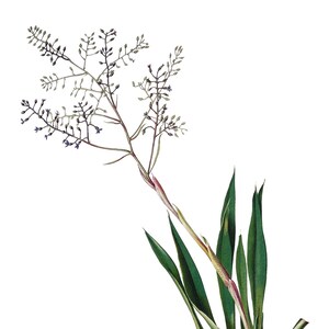 Tillandsia Bromélia Cartão de Nota em Branco Aniversário Páscoa Feito à Mão Primavera Botânico Feriado Obrigado