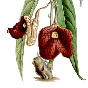 Carte de correspondance vintage Aristolochia, jardin édouardien victorien, anniversaire fait main, merci