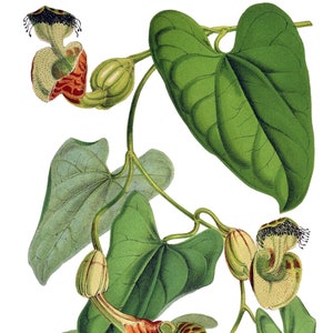 Carte de correspondance vintage Aristolochia, jardin édouardien victorien, anniversaire fait main, merci