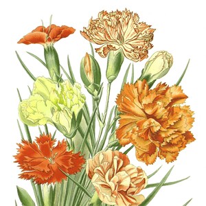 Beaux oeillets fleurs de printemps carte de correspondance vierge fête des mères Pâques vacances fait main anniversaire Merci