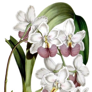 Belle carte de correspondance vierge orchidée vintage fleur de jardin printemps saint valentin anniversaire anniversaire fait main merci