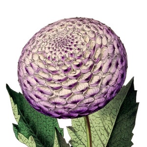 Beau chrysanthème fleurs de printemps carte de correspondance vierge fête des mères Pâques vacances fait main anniversaire Merci