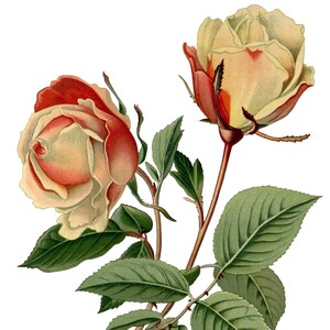 Lindo cartão de nota em branco com rosas, imagem vintage, jardim, flor, primavera, dia dos namorados, aniversário, feito à mão, obrigado, melhoras